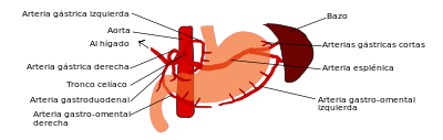 400px-Es-Stomach_blood_supply.svg