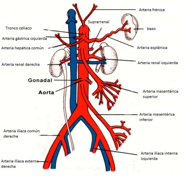 abdominal-arteries