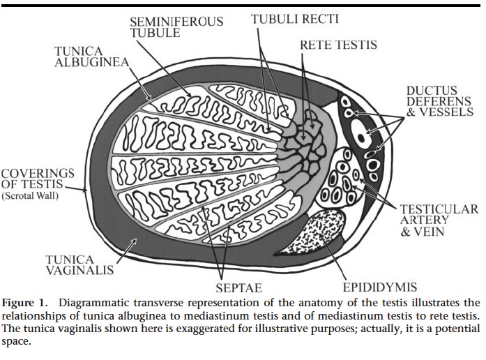 Sonography of the Scrutum. Vikram S et al. Radiology 2003.