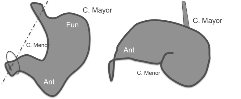 Esquema. Rotación longitudinal.